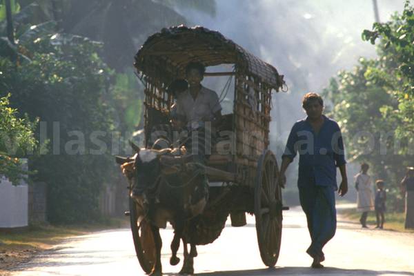 Bullock cart