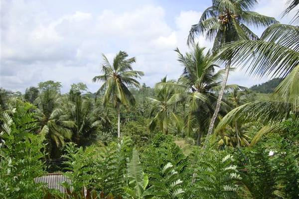 trees1