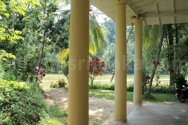 paddy view