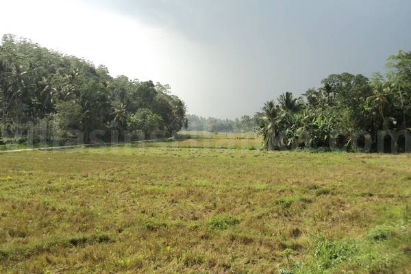 paddy view