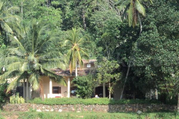 paddy view