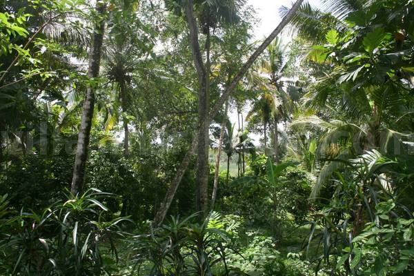 sri lanka house for sale