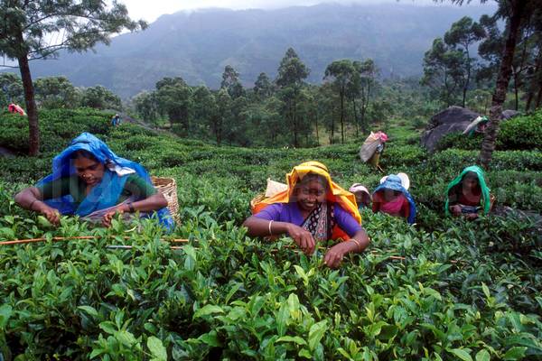 Tea Pluckers Tea Pluckers