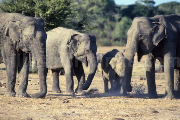 Elephants Elephants
