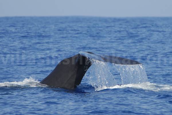 Whale watching Whale watching