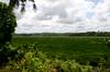 house with paddy views